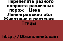 Перепелята разного возраста различных порож › Цена ­ 30 - Ленинградская обл. Животные и растения » Птицы   